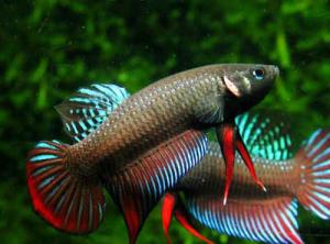 PESTI EXOTICI & ACVARI PLANTE  HRANA