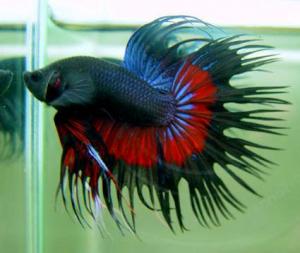 PESTI EXOTICI & ACVARI PLANTE  HRANA