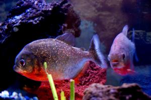 PESTI EXOTICI & ACVARI PLANTE  HRANA