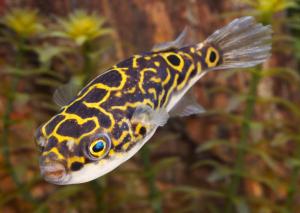 PESTI EXOTICI & ACVARI PLANTE  HRANA