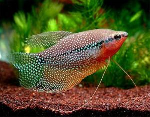 PESTI EXOTICI & ACVARI PLANTE  HRANA