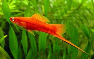 PESTI EXOTICI & ACVARI PLANTE  HRANA