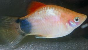 PESTI EXOTICI & ACVARI PLANTE  HRANA