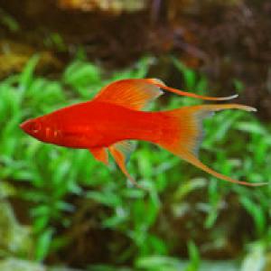 PESTI EXOTICI & ACVARI PLANTE  HRANA