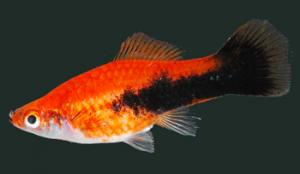 PESTI EXOTICI & ACVARI PLANTE  HRANA