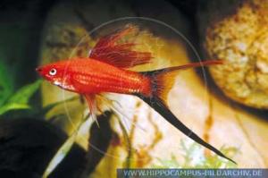 PESTI EXOTICI & ACVARI PLANTE  HRANA