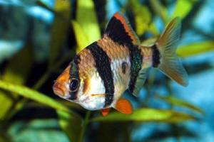 PESTI EXOTICI & ACVARI PLANTE  HRANA