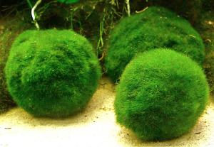 PESTI EXOTICI & ACVARI PLANTE  HRANA