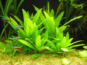 PESTI EXOTICI & ACVARI PLANTE  HRANA