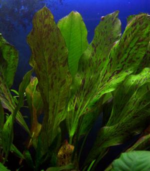 PESTI EXOTICI & ACVARI PLANTE  HRANA