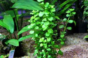 PESTI EXOTICI & ACVARI PLANTE  HRANA