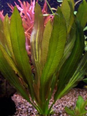 PESTI EXOTICI & ACVARI PLANTE  HRANA