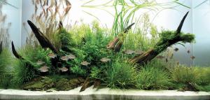 PESTI EXOTICI & ACVARI PLANTE  HRANA