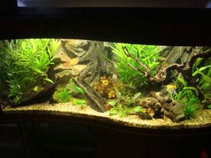 PESTI EXOTICI & ACVARI PLANTE  HRANA