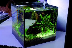 PESTI EXOTICI & ACVARI PLANTE  HRANA