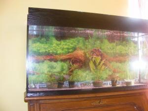 PESTI EXOTICI & ACVARI PLANTE  HRANA