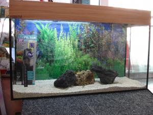 PESTI EXOTICI & ACVARI PLANTE  HRANA