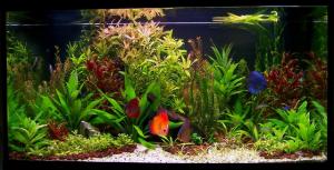 PESTI EXOTICI & ACVARI PLANTE  HRANA