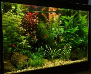 PESTI EXOTICI & ACVARI PLANTE  HRANA
