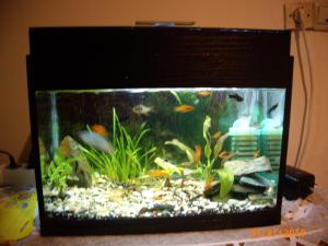 PESTI EXOTICI & ACVARI PLANTE  HRANA