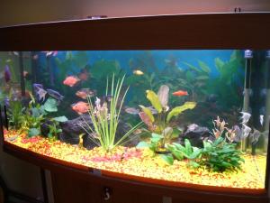 PESTI EXOTICI & ACVARI PLANTE  HRANA