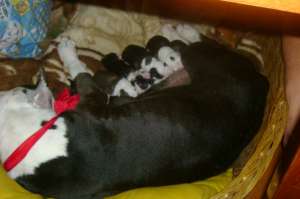 Vand pui amstaff