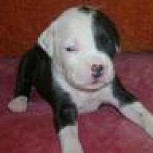 Vand pui amstaff