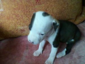 Vand pui amstaff