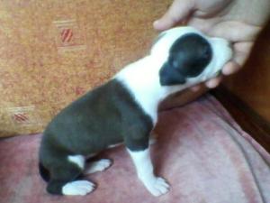 Vand pui amstaff