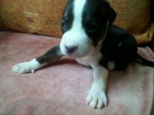 Vand pui amstaff
