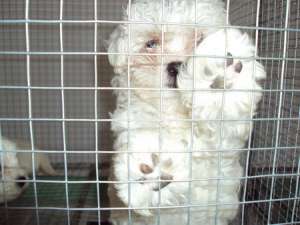 bichon maltese de vanzare