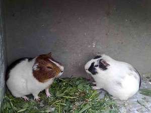 3 porcusori de guineea isi cauta stapani