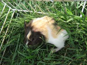 3 porcusori de guineea isi cauta stapani