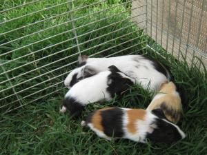 3 porcusori de guineea isi cauta stapani