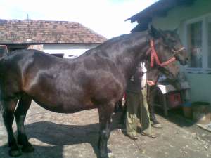 Vand Cai