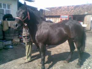Vand Cai