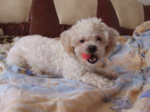 bichon frumos de vinzare
