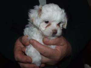 bichon frumos de vinzare