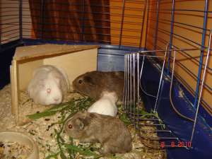 Ofer spre adoptie 4 porcusori de guineea