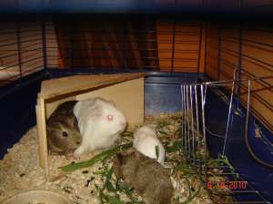 Ofer spre adoptie 4 porcusori de guineea