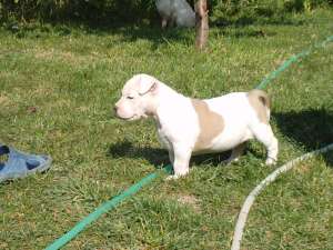 Vand Femela Amstaff.