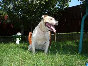 Vand Femela Amstaff.