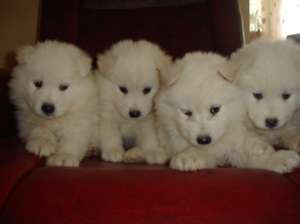 Pui Samoyed