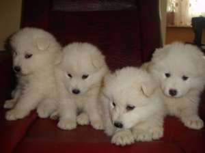 Pui Samoyed