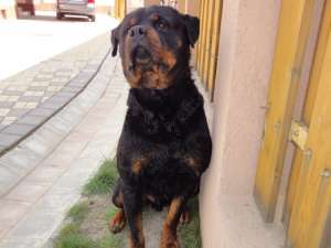 Vand pui Rottwaeiler pentru persoane care apreciza calitatea