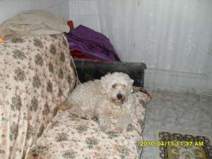 ofer spre adoptie bichon