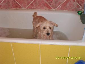 ofer spre adoptie bichon