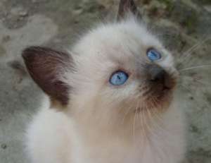 caut spre adoptie birmaneza sau persana