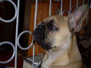 ofer mascul bouldog francez pentru monta.