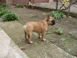 ofer mascul bouldog francez pentru monta.